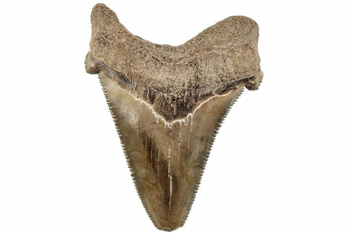 2.3" Serrated Angustidens Tooth - Megalodon Ancestor